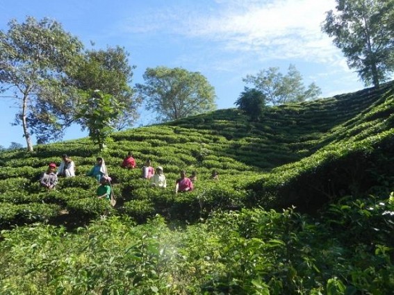 Tripura Tea gardens produced 1.5 lakh kg green tea in 2013 -14 Tripura Tea gardens produced 1.5 lakh kg green tea in 2013 -14